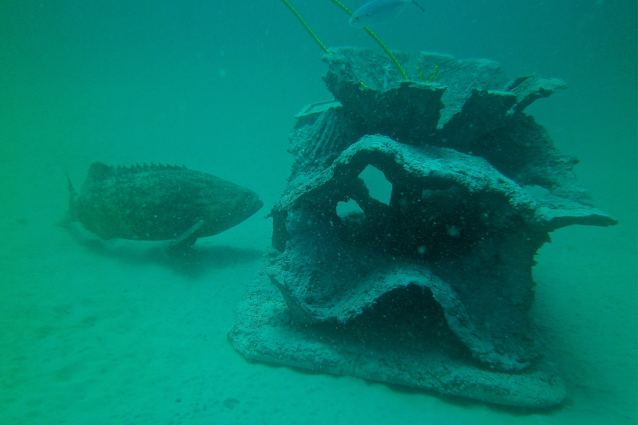 Undewater Reef Cells reefs