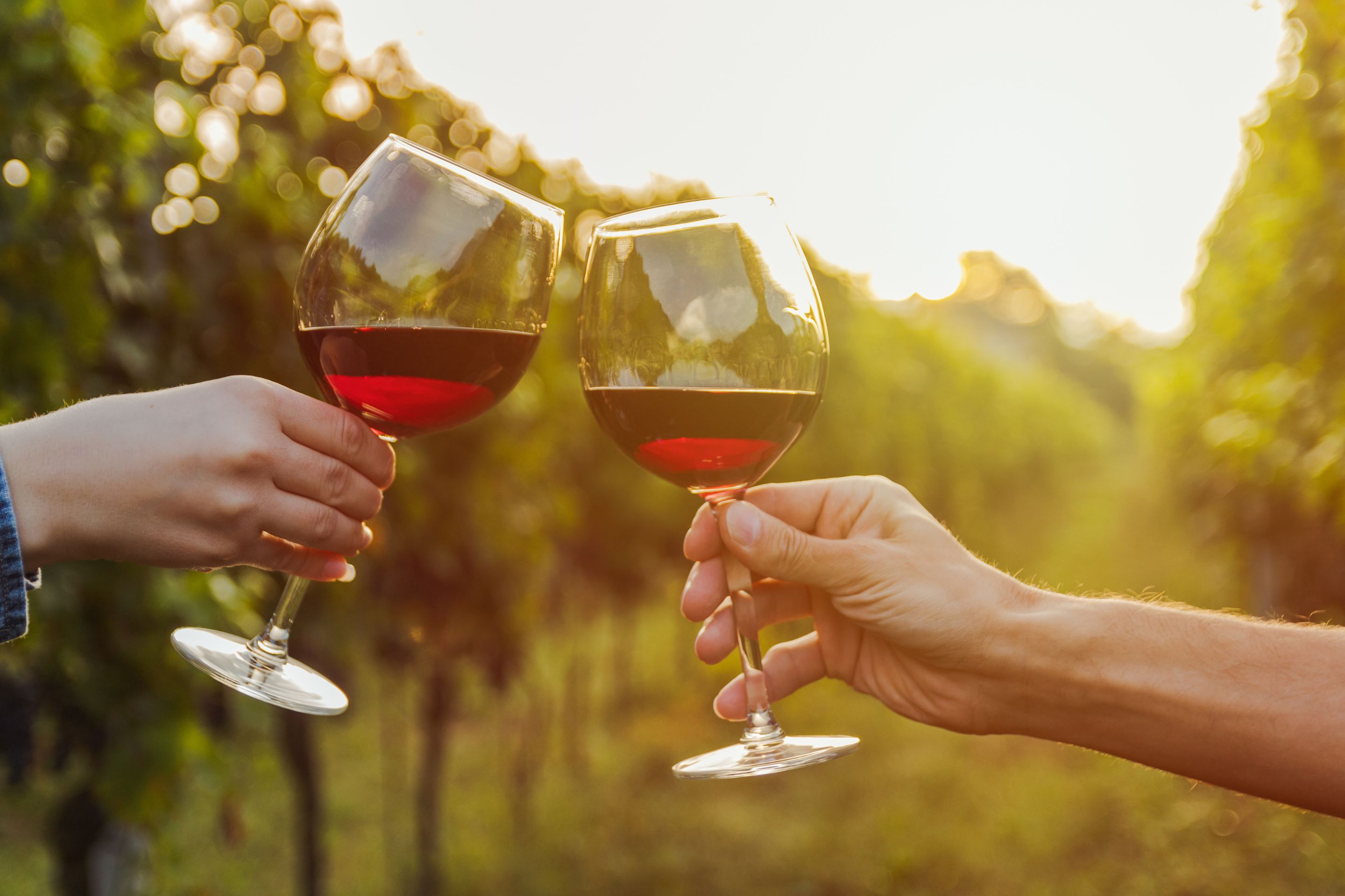 Discovering North Carolina Wineries by Private Charter