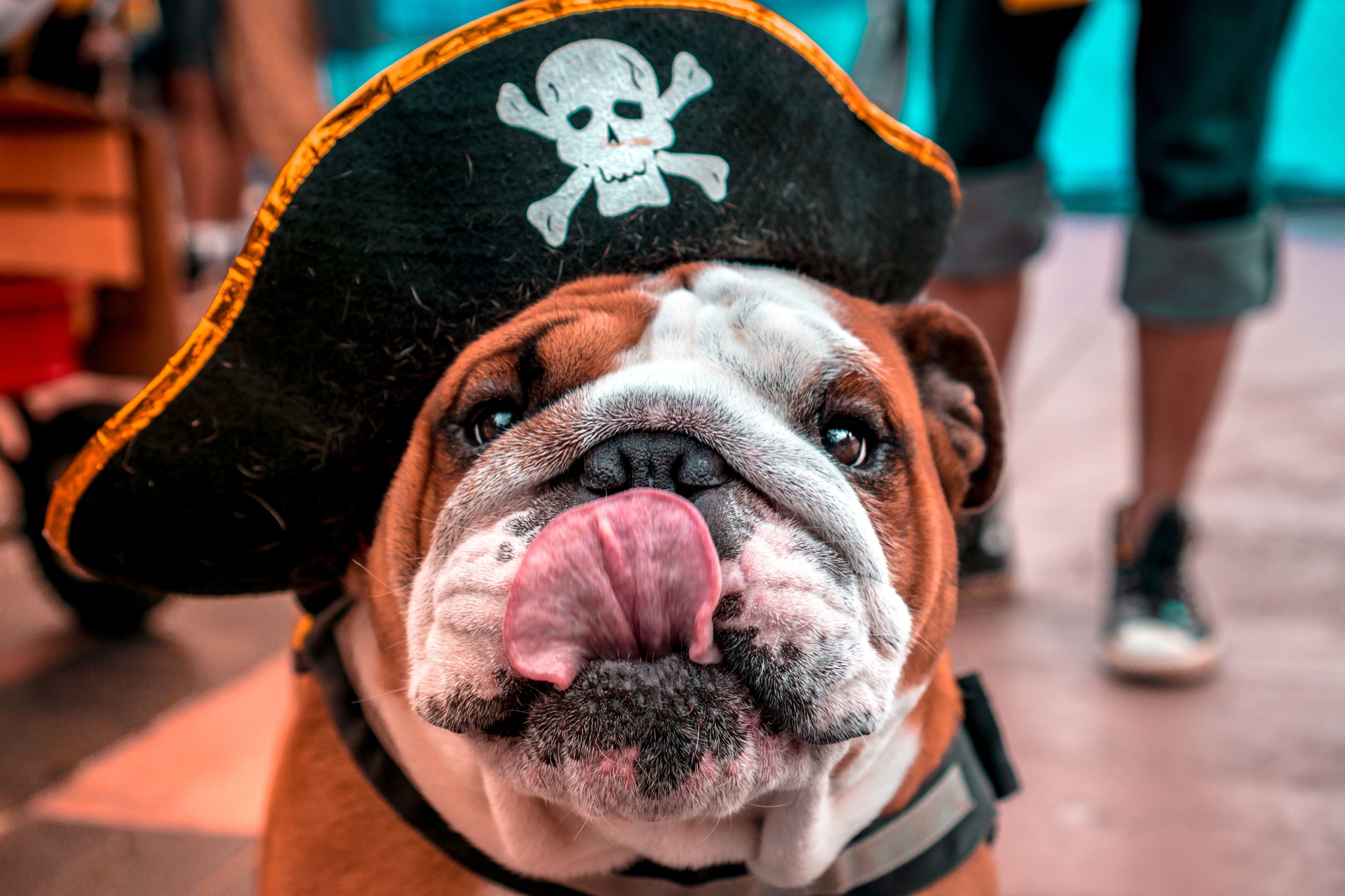 Fly Private to the 2026 Gasparilla Pirate Festival in Tampa