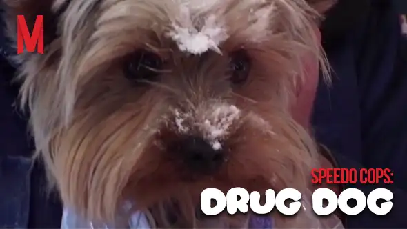 Speedo Cops: Drug Dog