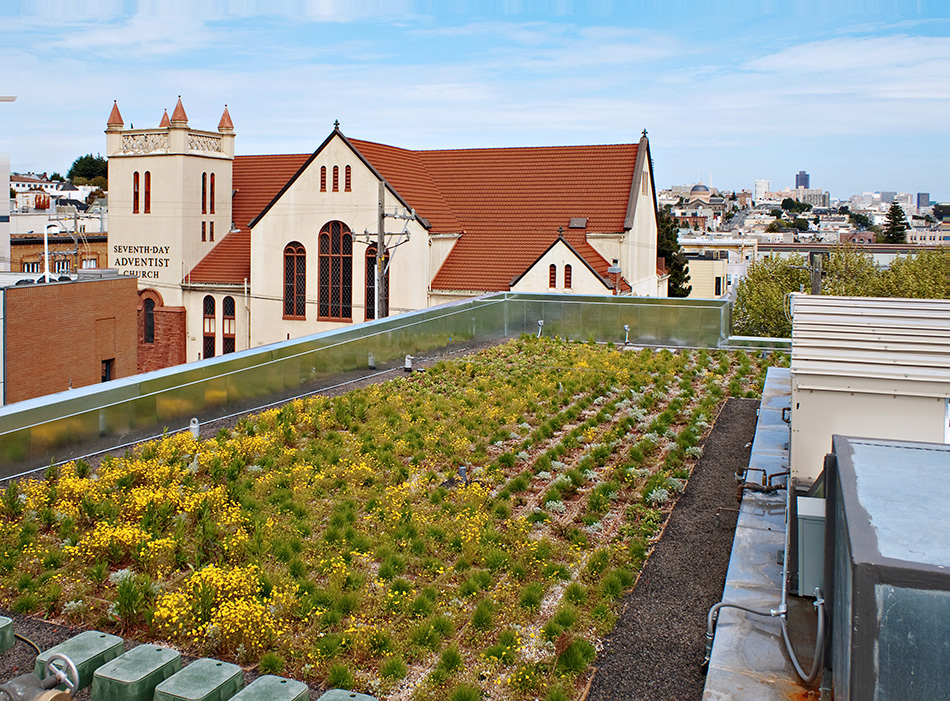 Drew School New Assembly Wing, San Francisco, CA: Education new construction by Herrero Builders with LEED Gold sustainable design, with ROMA Design Group. Detail of the living roof planted with yellow flowers beside a rooftop mechanical unit.