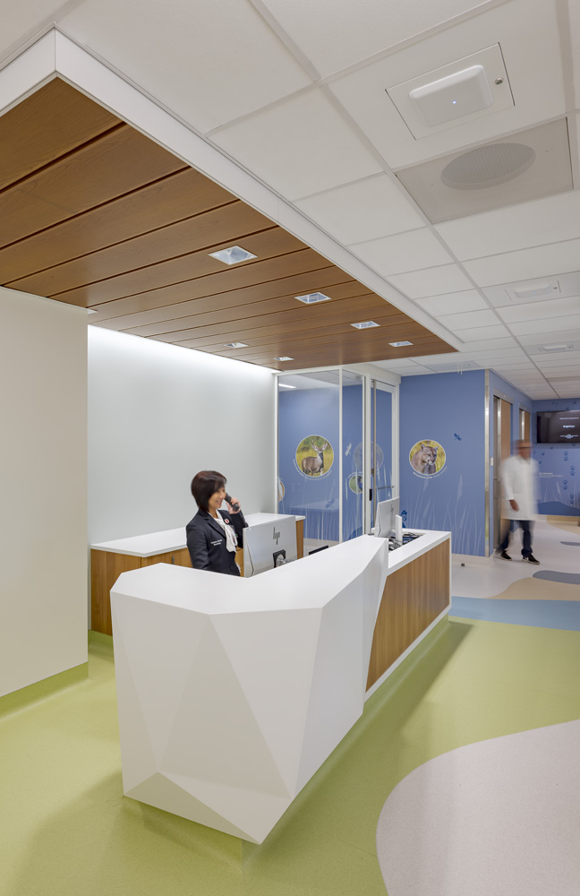 Stanford Health Care Stanford Health Pediatric Emergency Department, Palo Alto, CA: Healthcare renovation by Herrero Builders in an occupied hospital, with Ratcliff. Interior view of a white angular reception desk beneath a wood ceiling canopy with a blue feature wall.