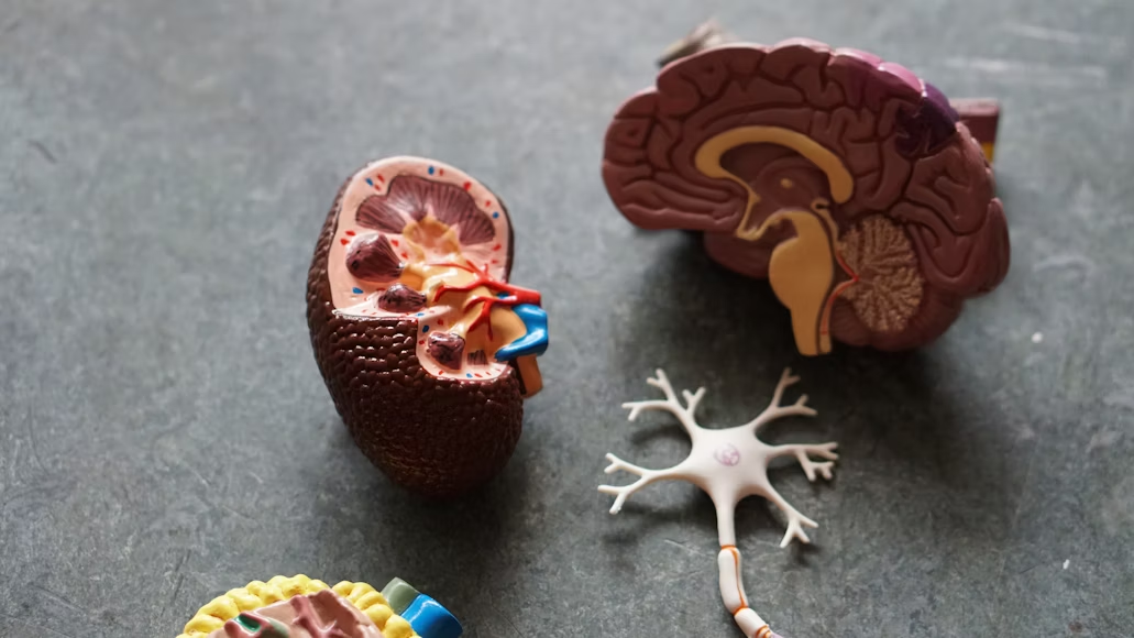 Learning equipment pieces of the human brain on a gray background.
