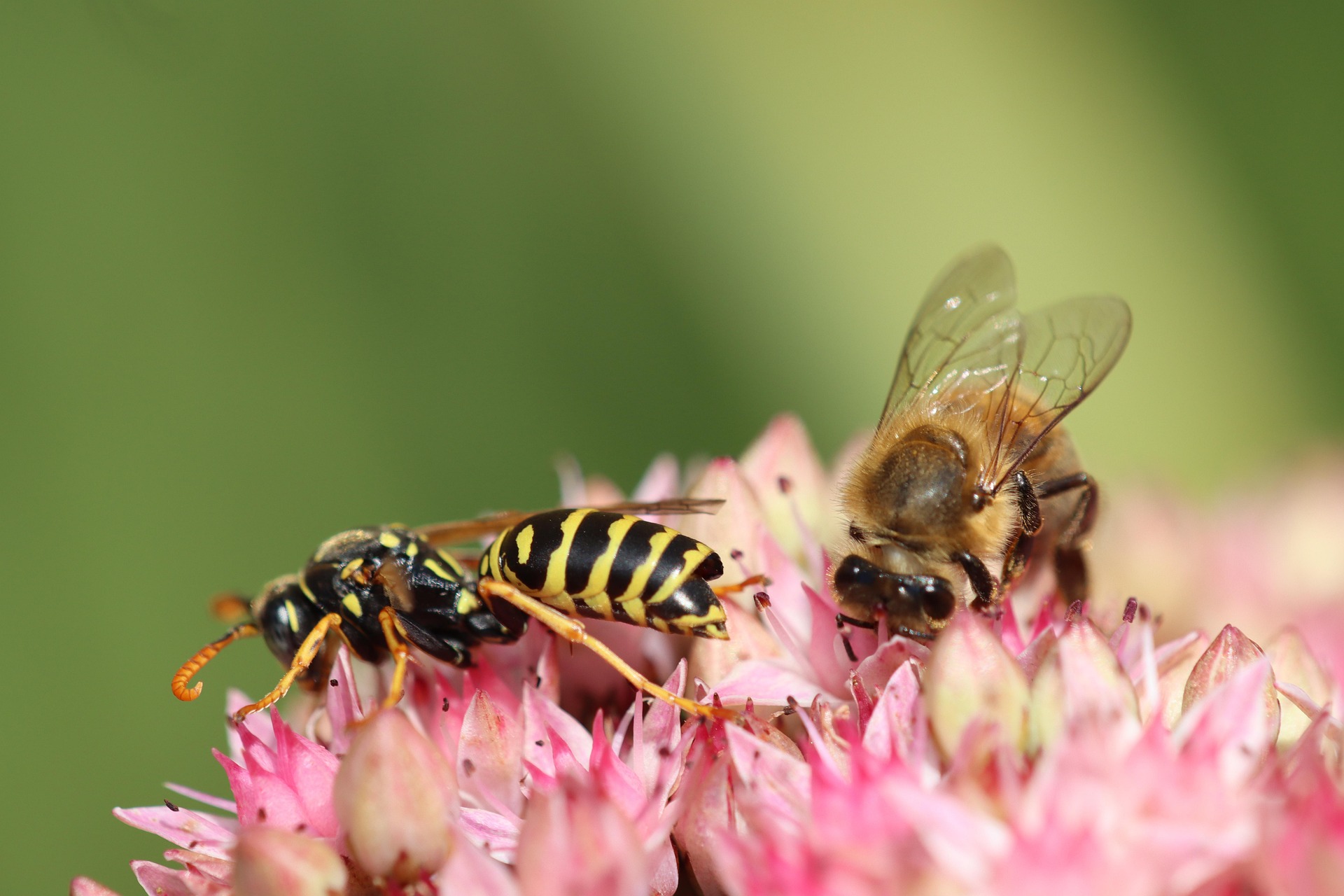 Wie unterscheiden sich Bienen von Wespen?