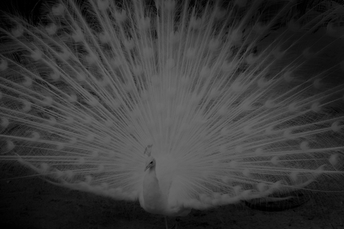 © Bénédicte Blondeau (Berlin, Germany) | Refuge