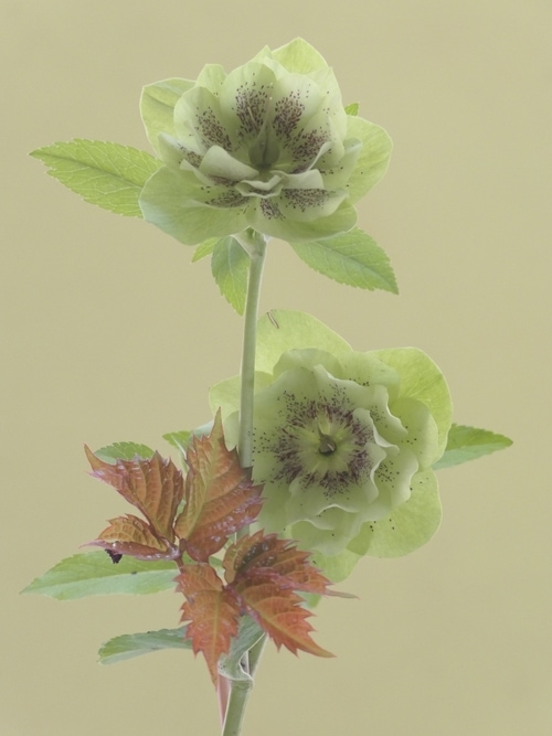 © Anna Condo | Spring 2021