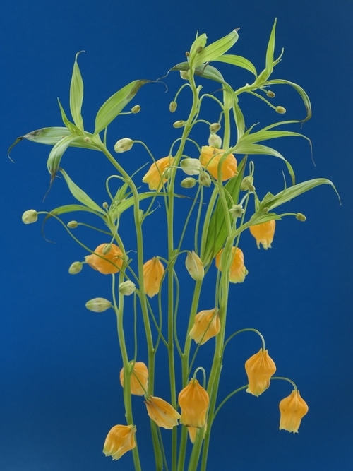 © Anna Condo | Spring 2021