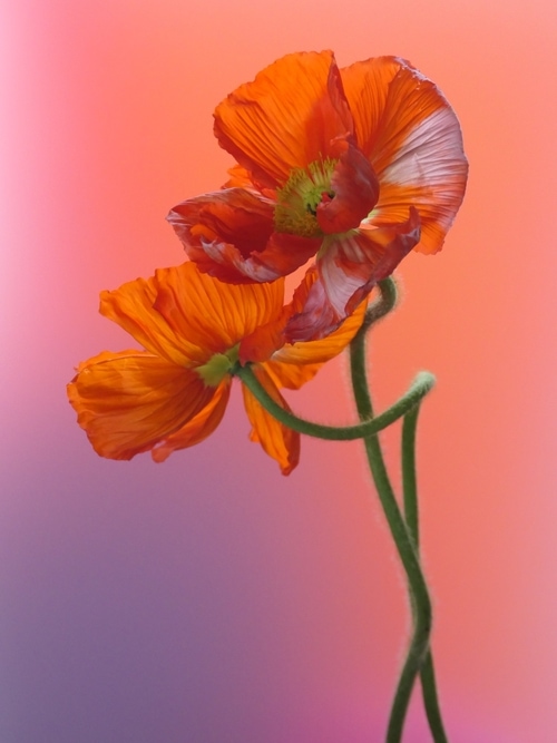 © Anna Condo | Spring 2021