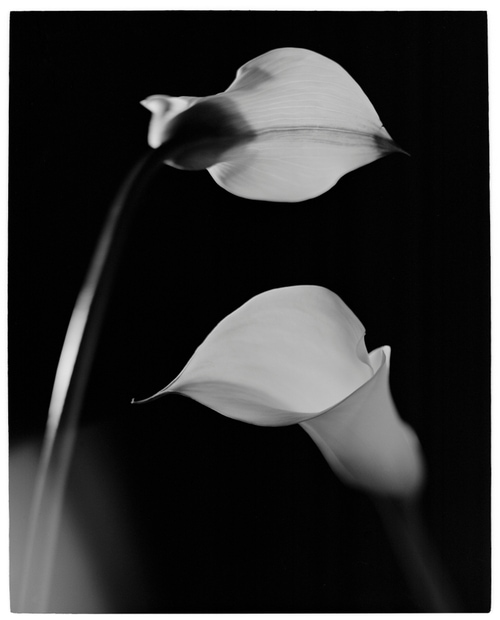 © Benjamin Lurie | Redux Flowers