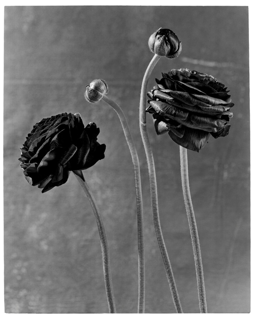 © Benjamin Lurie | Redux Flowers