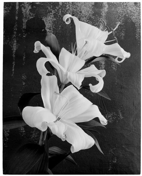 © Benjamin Lurie | Redux Flowers