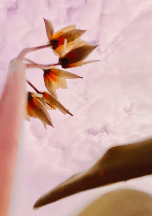 © Diana Nigmatova | Nature soul