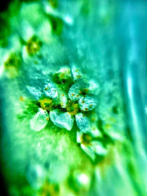 © Diana Nigmatova | Nature soul