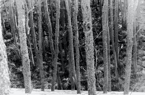 © Susann Carmen Jagodzińska | Echo of Photons