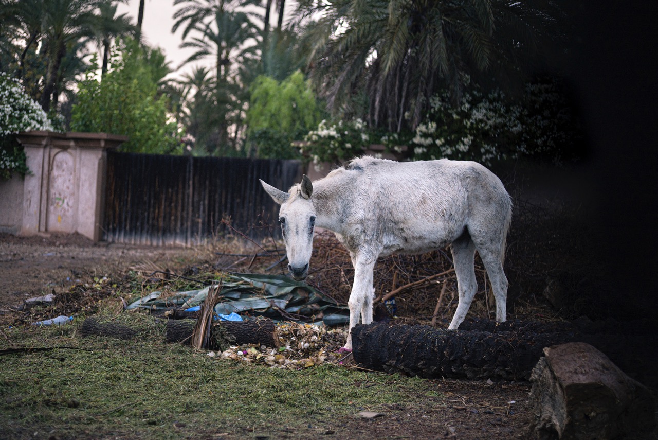 © Aurélien Réal | Fragrances of a no land's journey