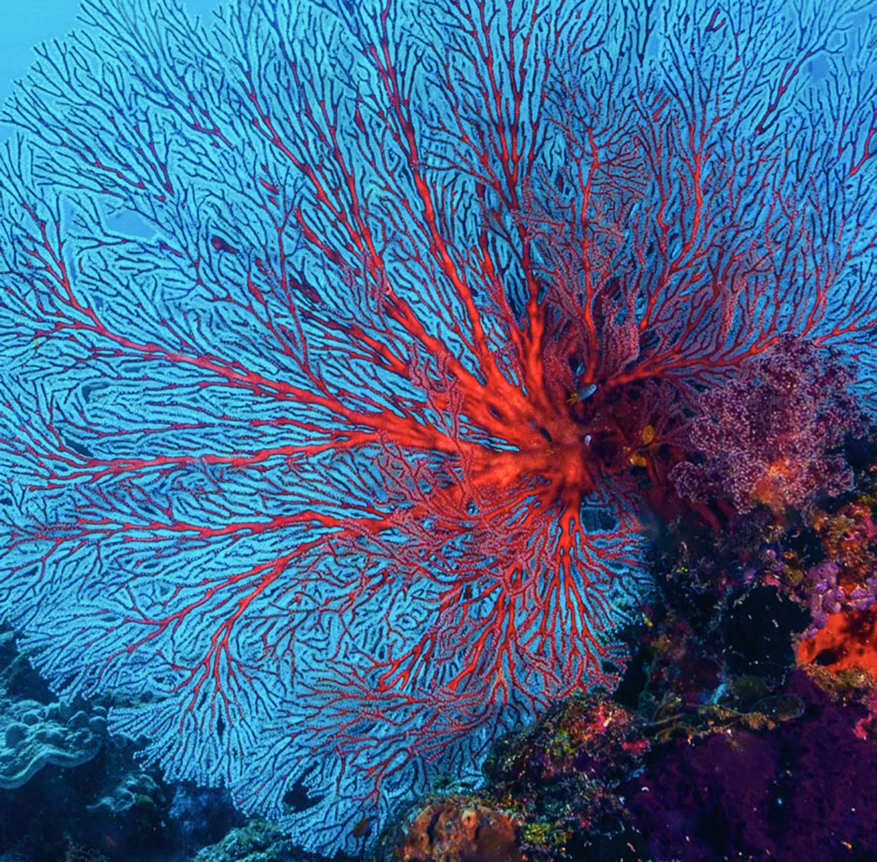 © Denise Greco | Blooming