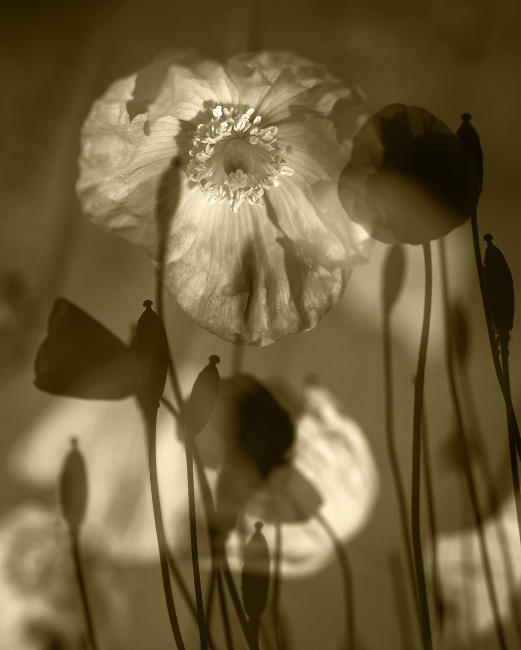 © Julie Wang | The Illusion of Poppies