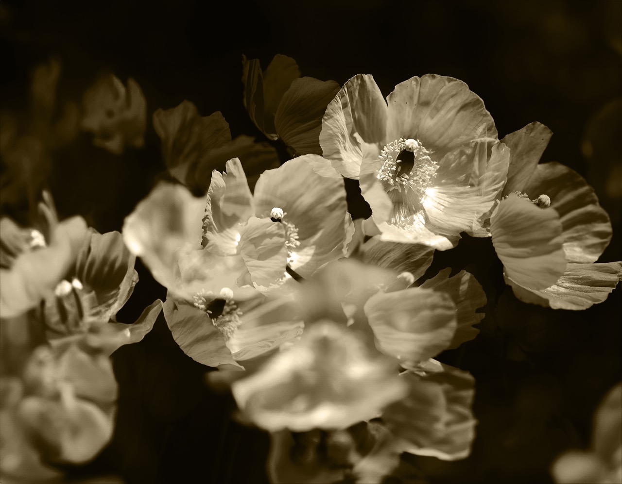 © Julie Wang | The Illusion of Poppies