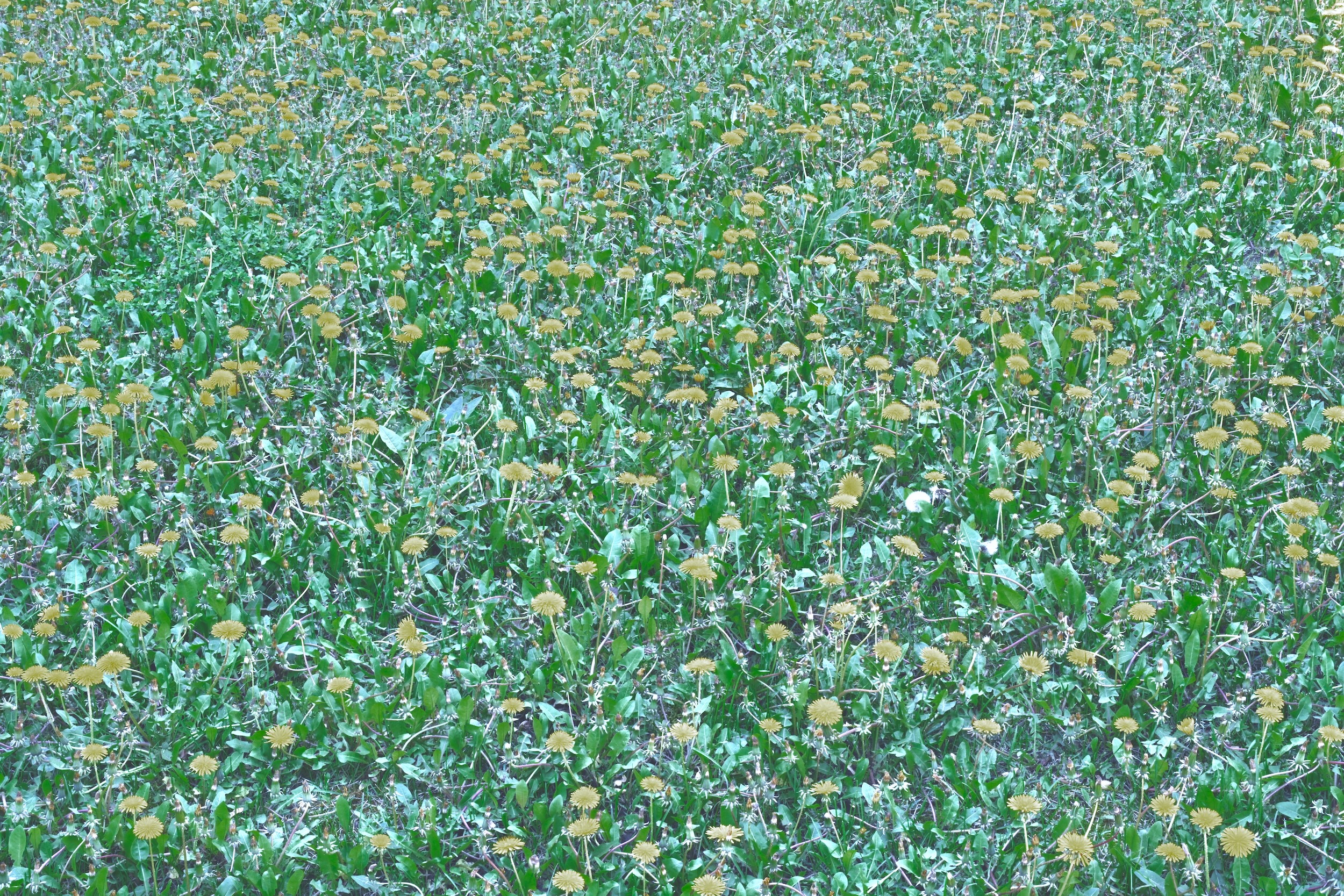 © Max Cavitch | Canvasing: 21st-Century Cities