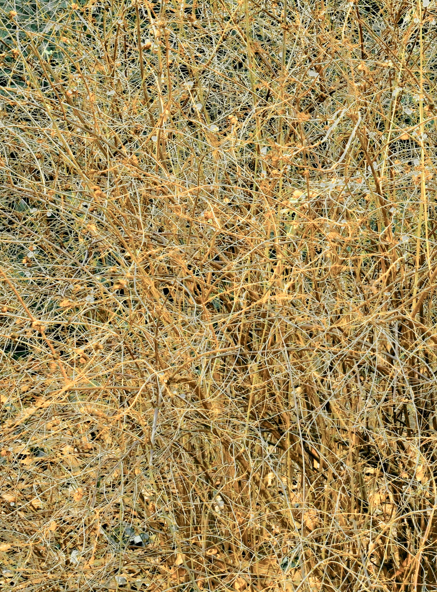 © Max Cavitch | Canvasing: 21st-Century Cities