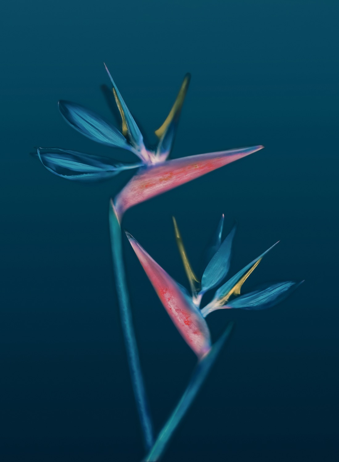 The Garden of My Tenderness