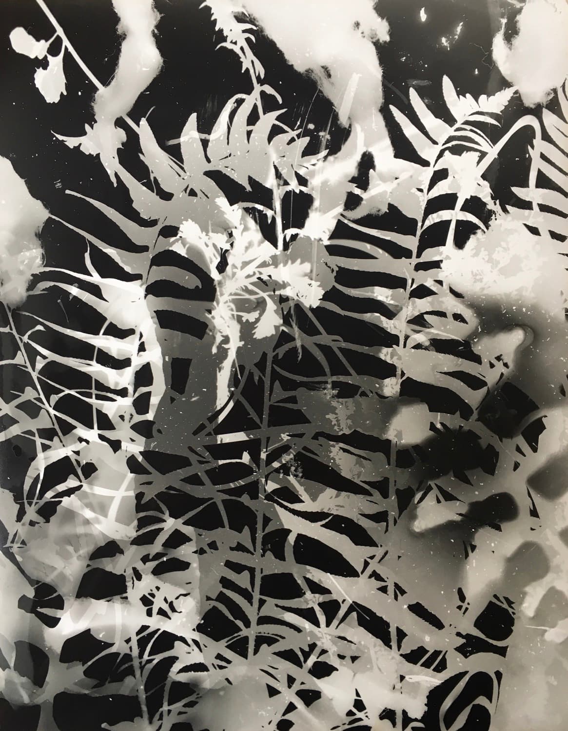 Jeremy Blair creates abstract photograms from natural materials using a self-built darkroom.