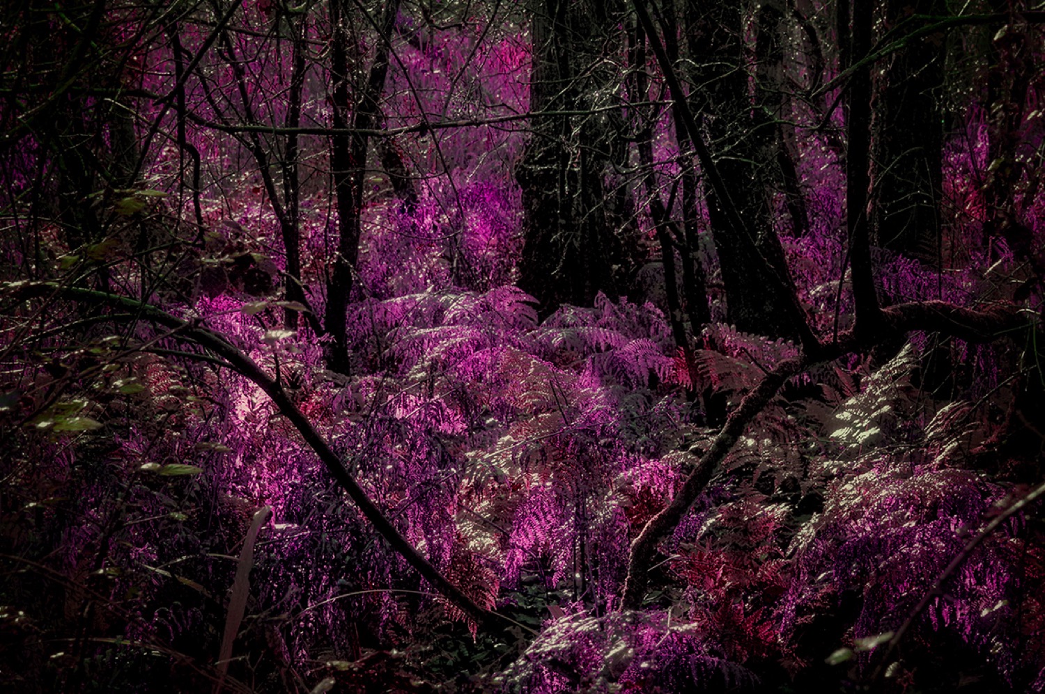 © Janet Murphy | A different perspective