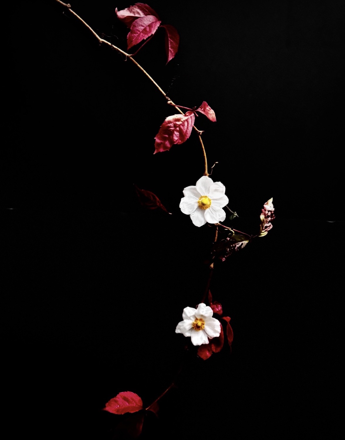 © Man Jia | Interior Silence