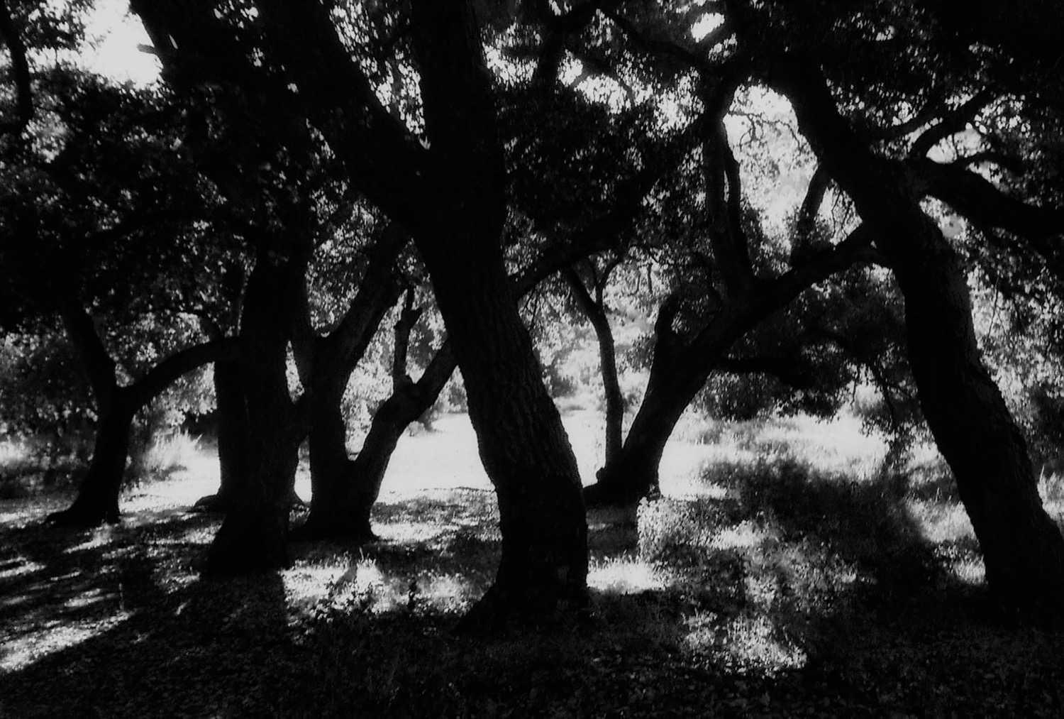 © Maureen Bond | Held Between Light and Breath