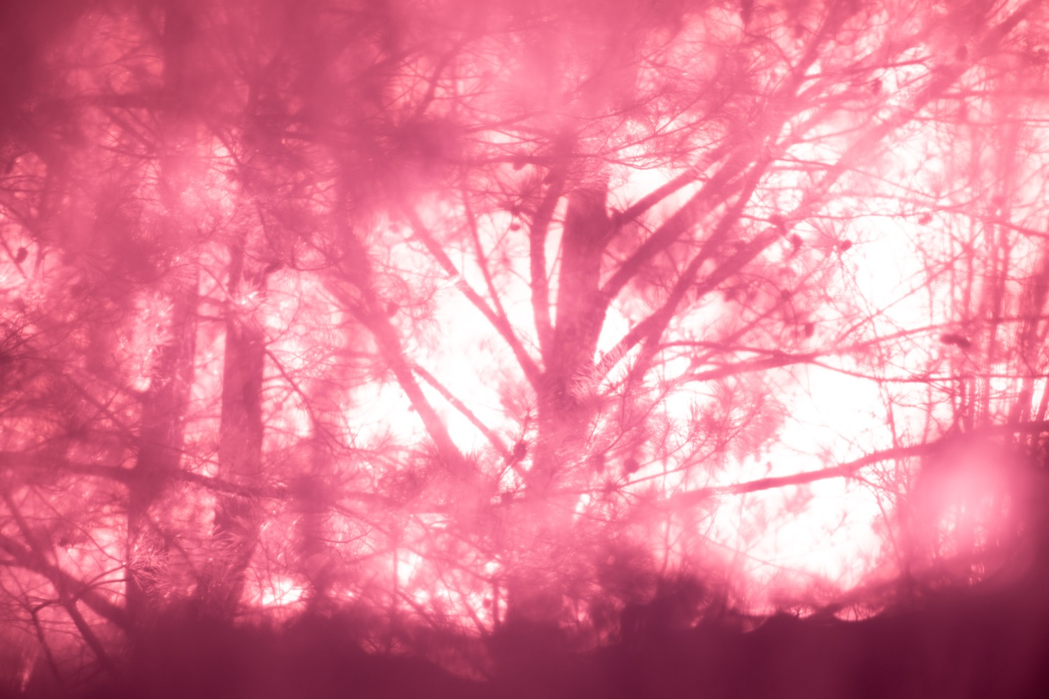 © Nichole Vild | A Journey of 100 Steps