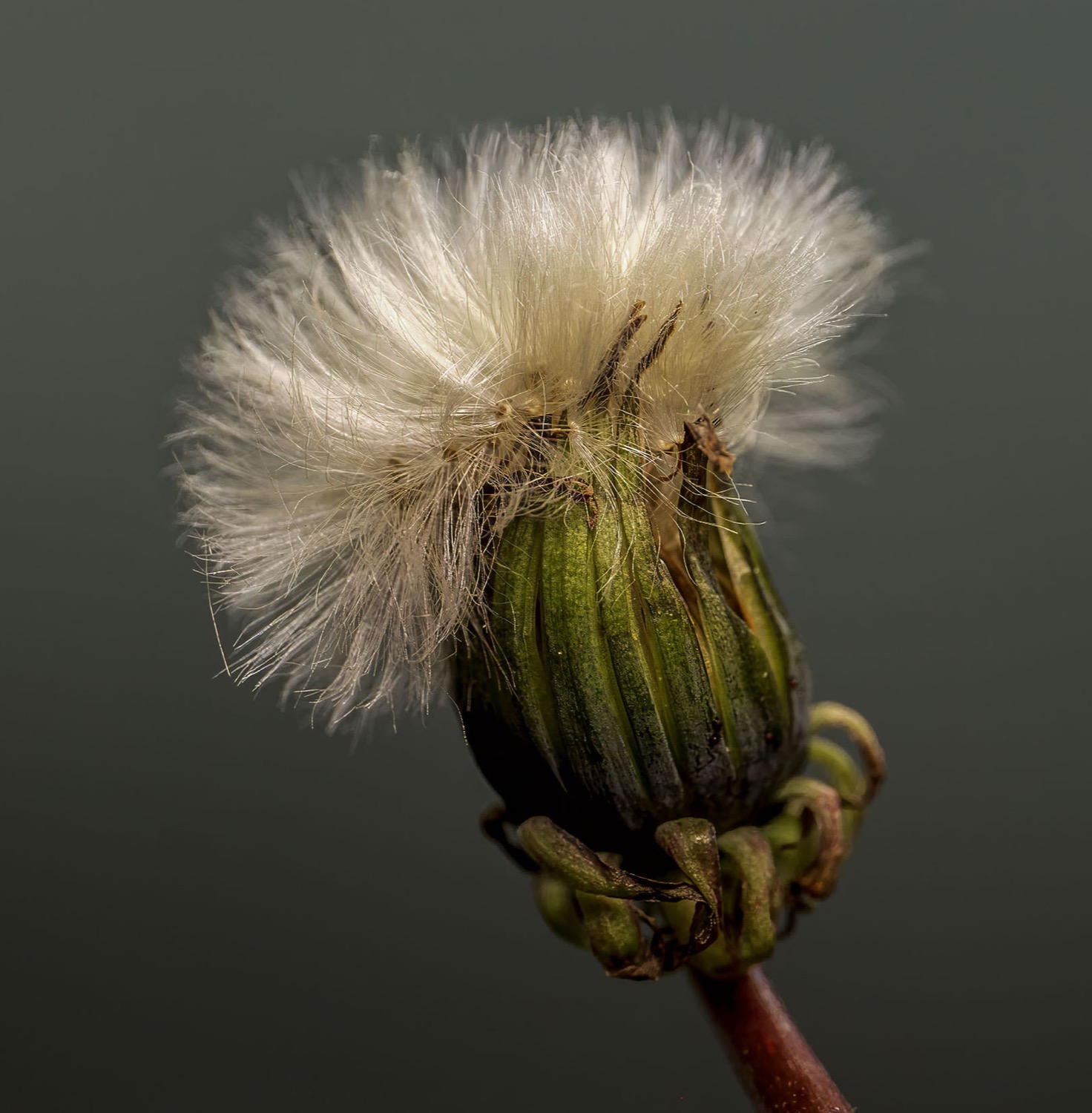 © Richard Evans | Dandelions