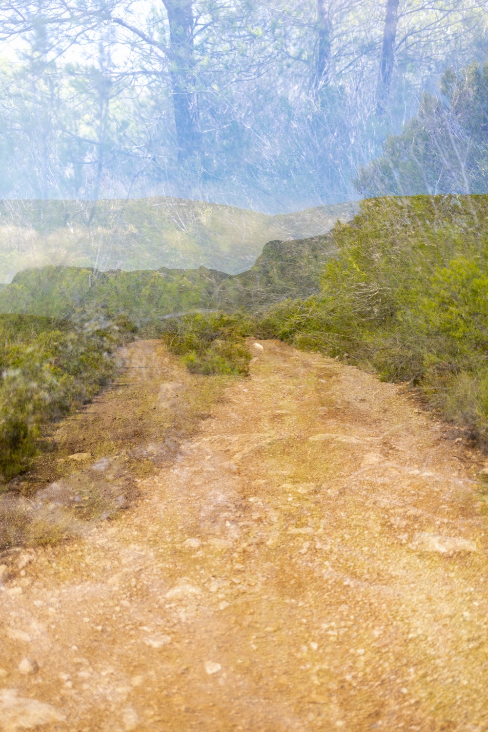 © Rotraud Priesner-Berger | Where the Cactus grows