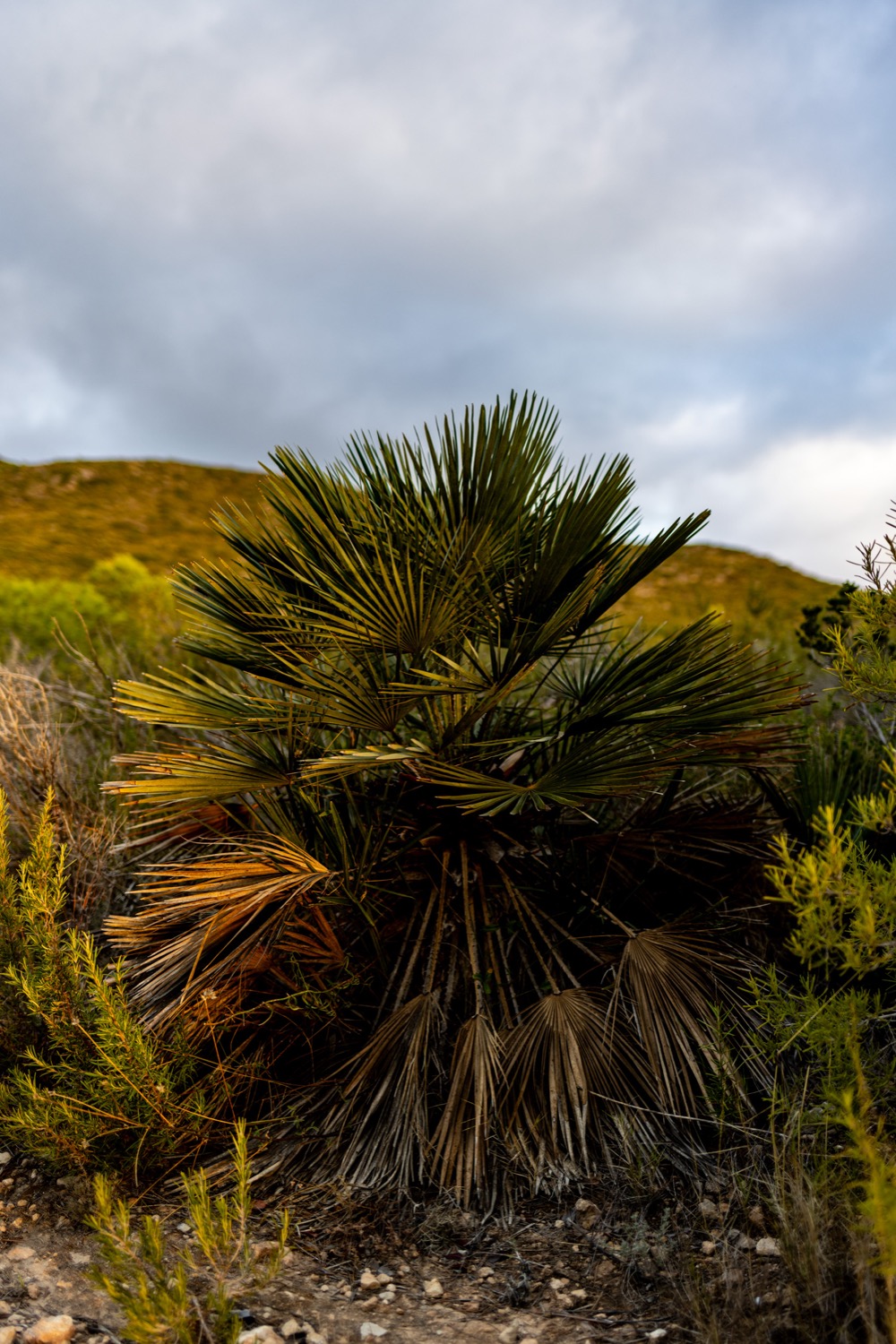 © Rotraud Priesner-Berger | Where the Cactus grows