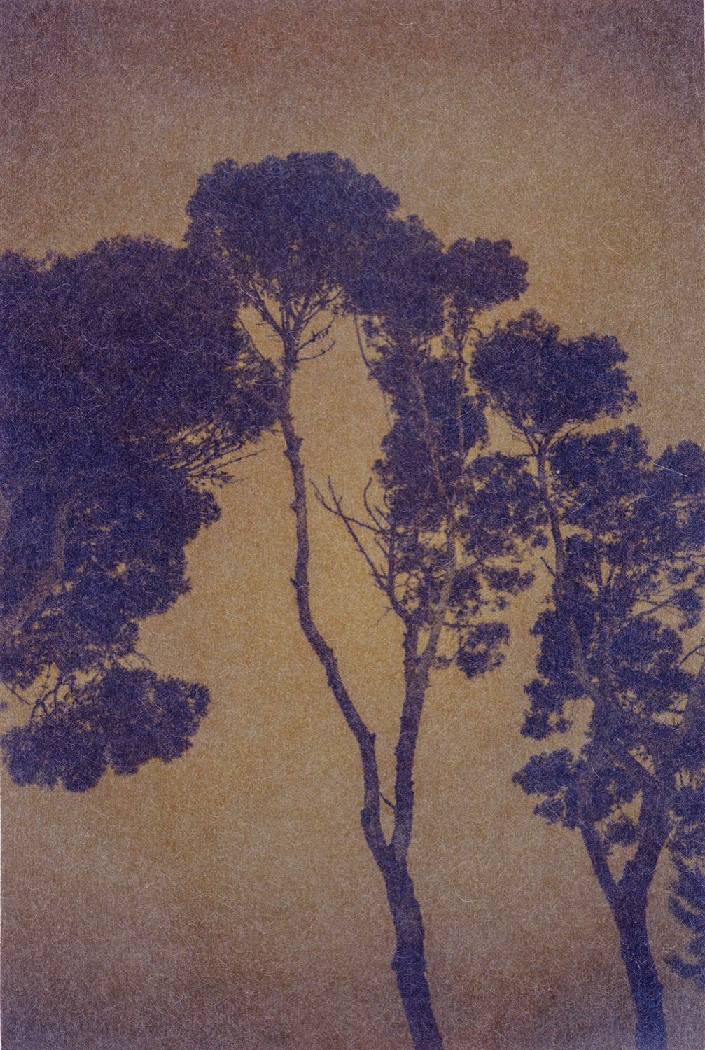 © Stefano Paradiso | Pinus Pinea