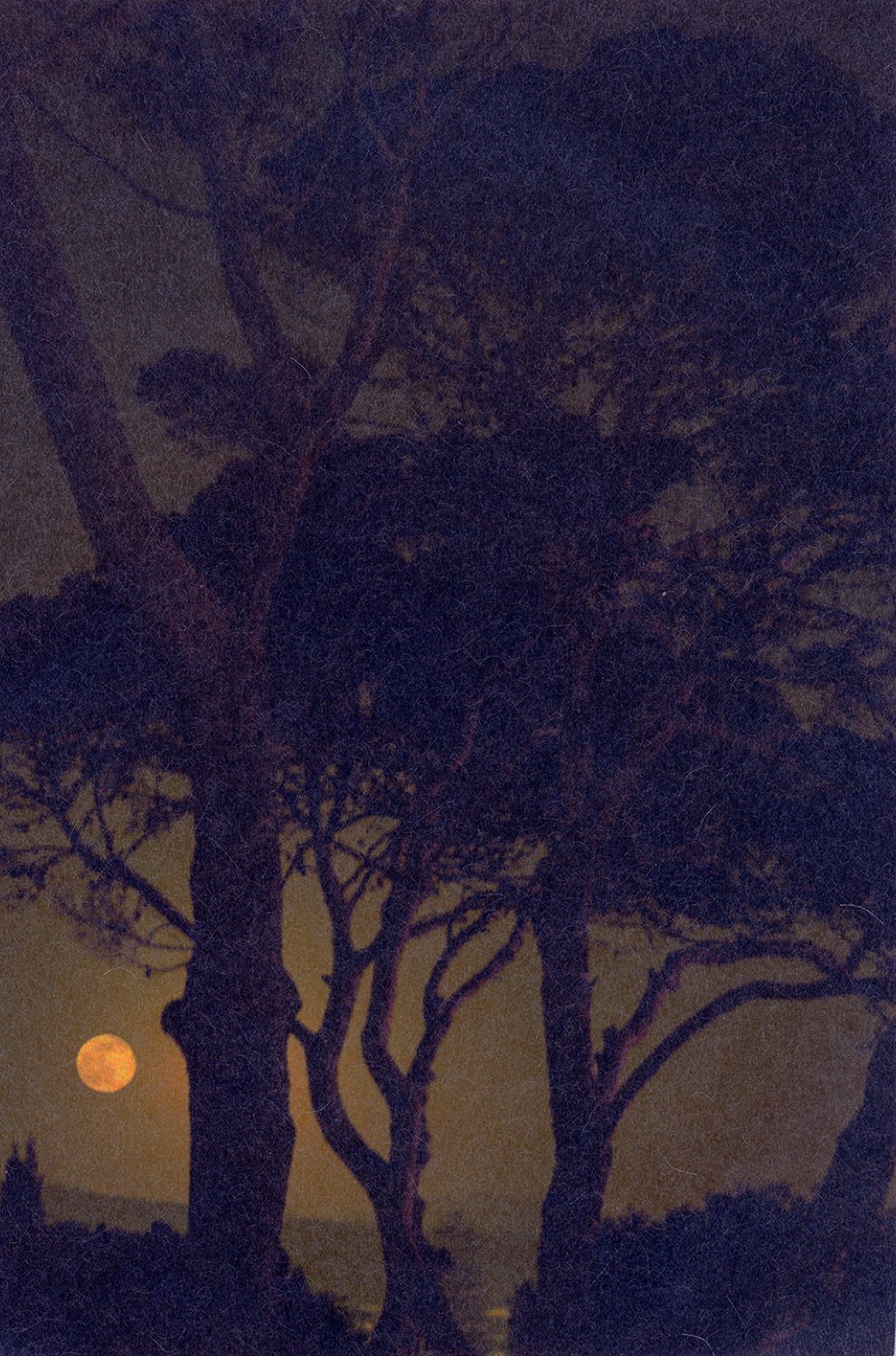 © Stefano Paradiso | Pinus Pinea