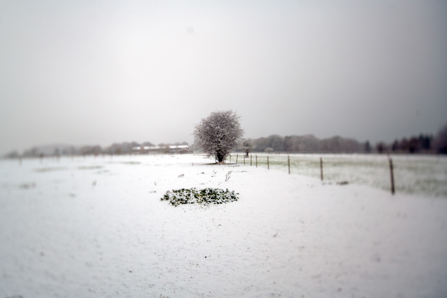 © Tony McAteer | Spectral Pastoral