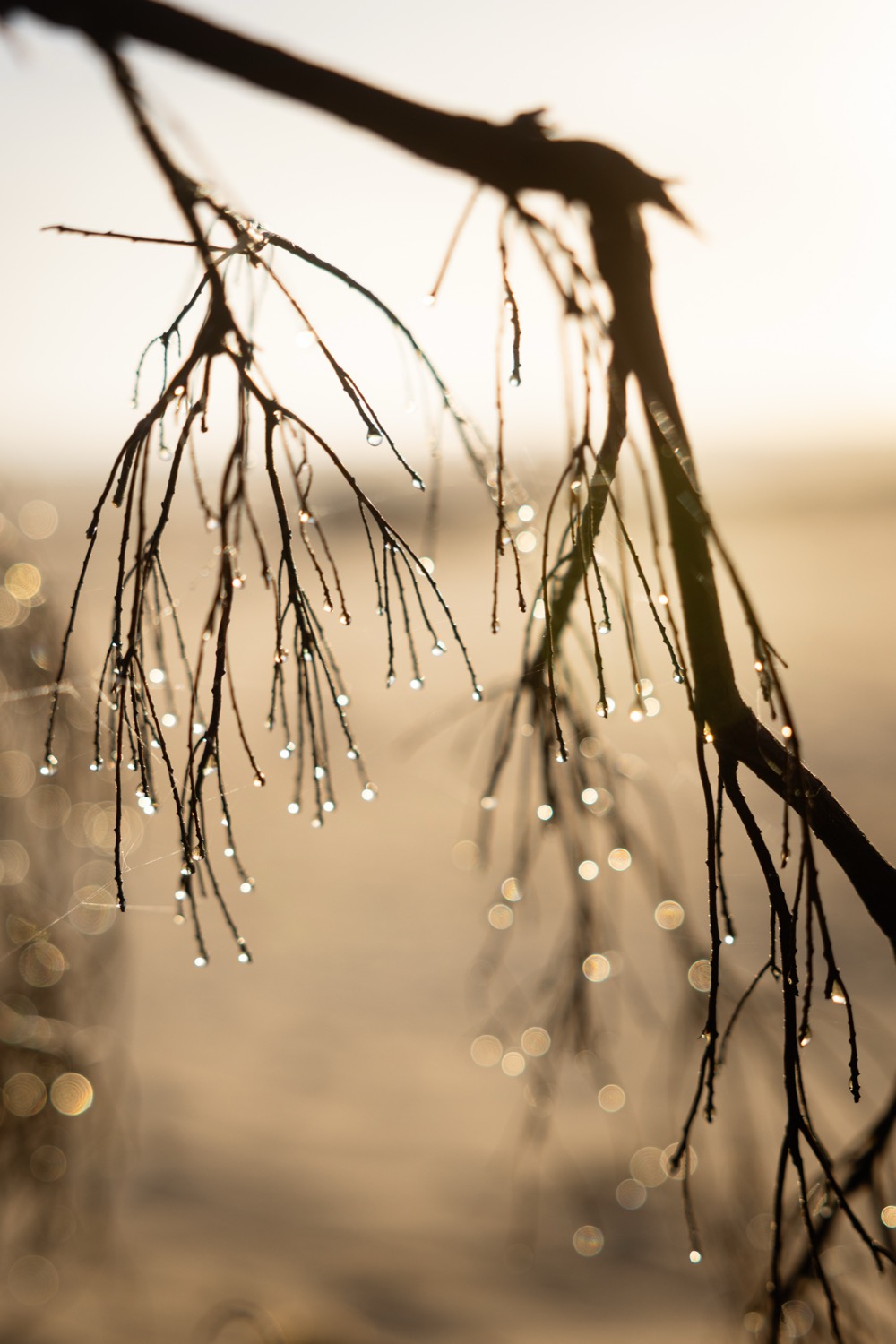 © Wendy Coombes | Quiet Shores