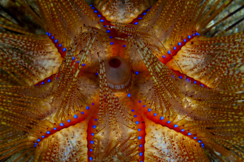 © Denise Greco | Satellites