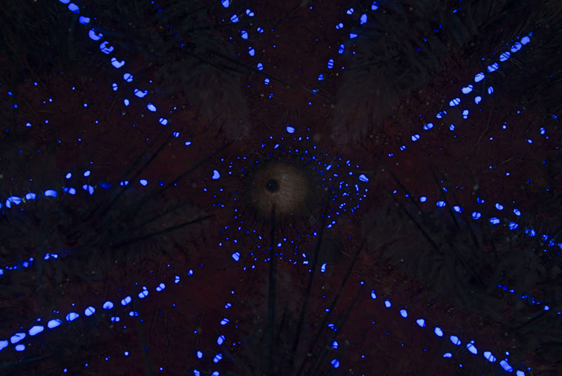 © Denise Greco | Satellites