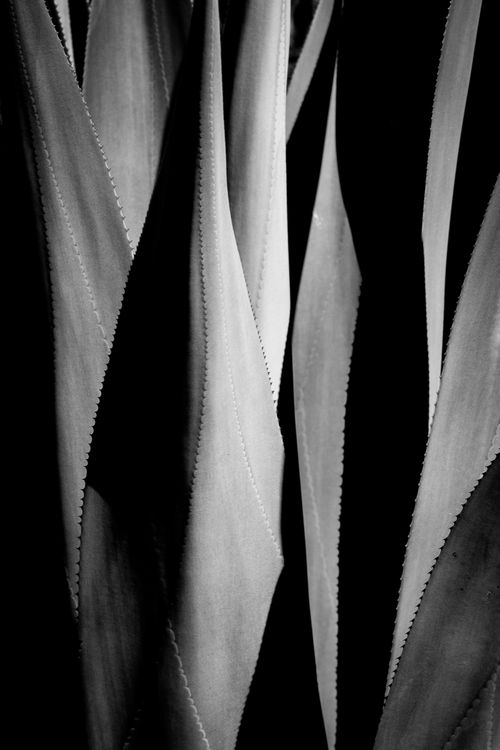 © Dominique Philippe BONNET | Organic Abstractions