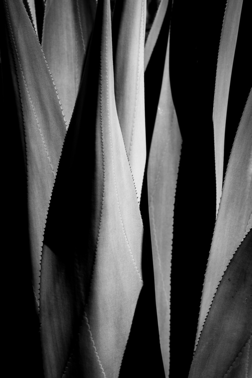 © Dominique Philippe BONNET | Organic Abstractions