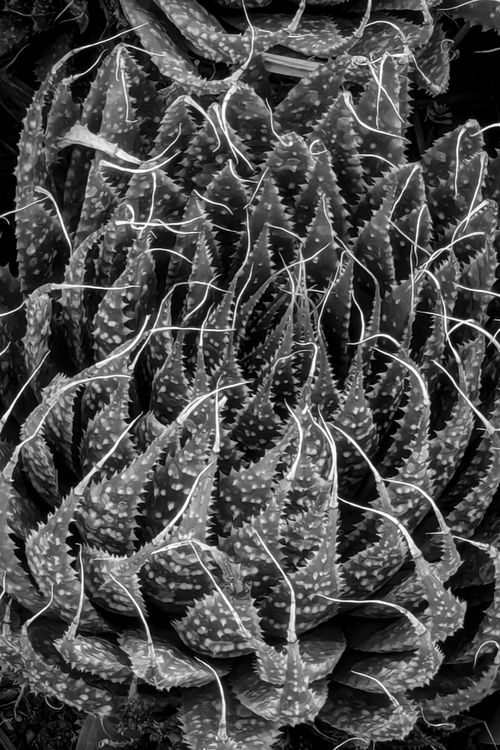 © Dominique Philippe BONNET | Organic Abstractions