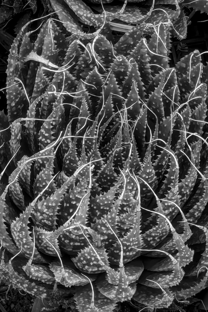 © Dominique Philippe BONNET | Organic Abstractions