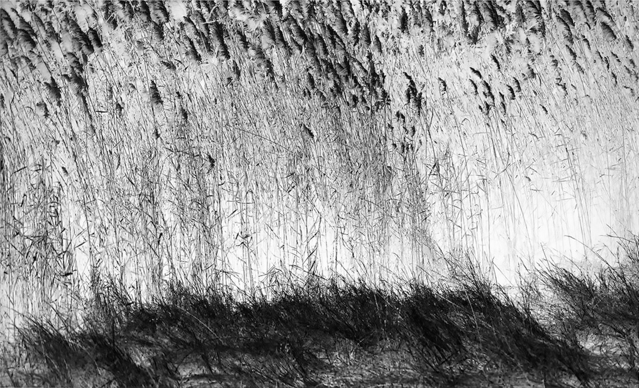 © John Edward Blom | Wetlands