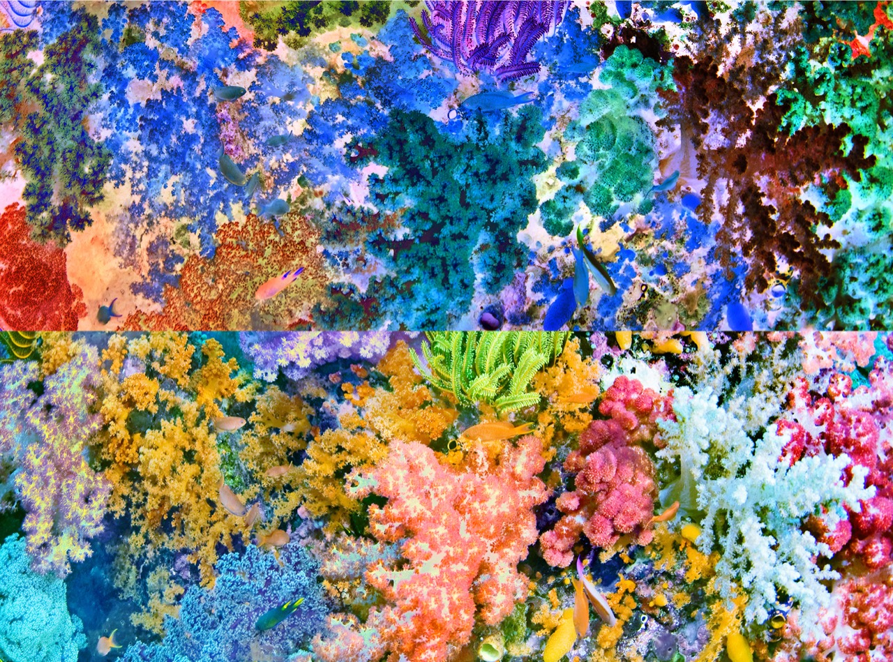© Nicolas Lespagnol | Oceanic flora (opposite are true)