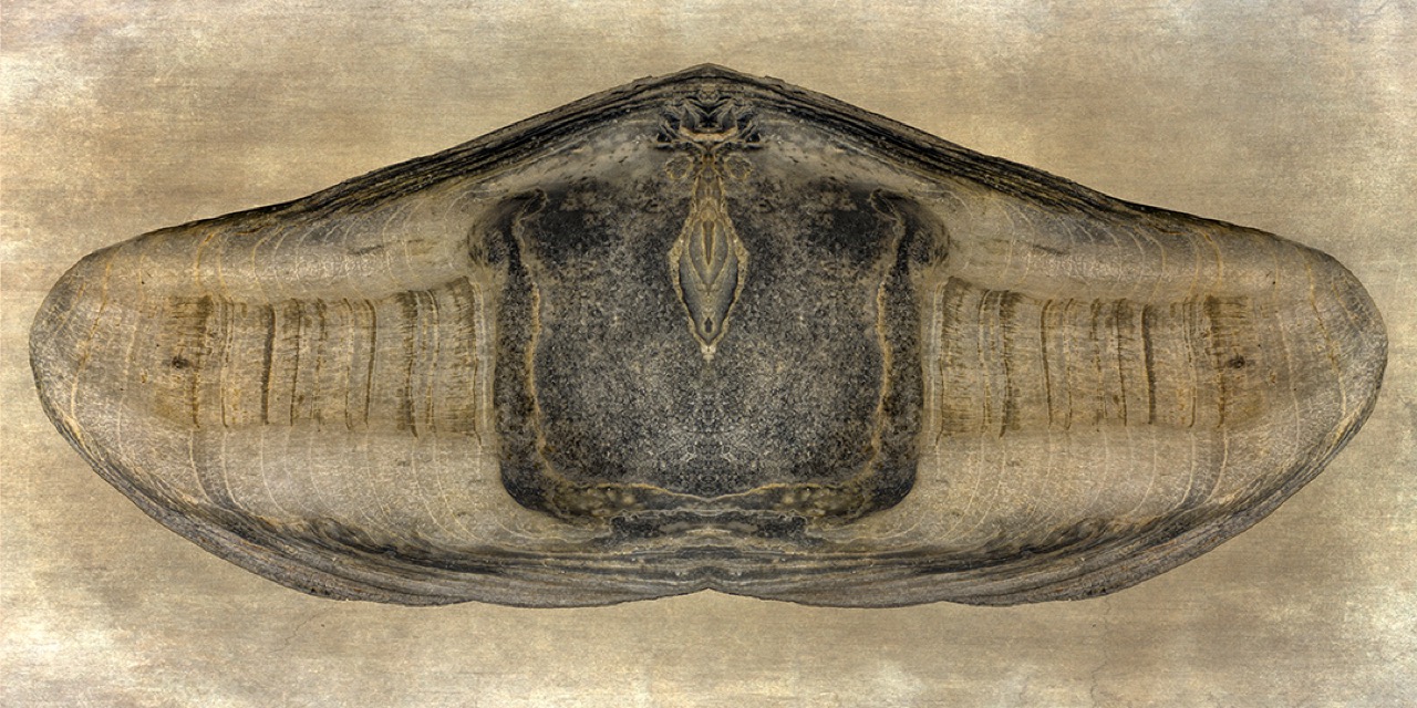 © Rodger Evans | Ultramacro Seashell Abstracts