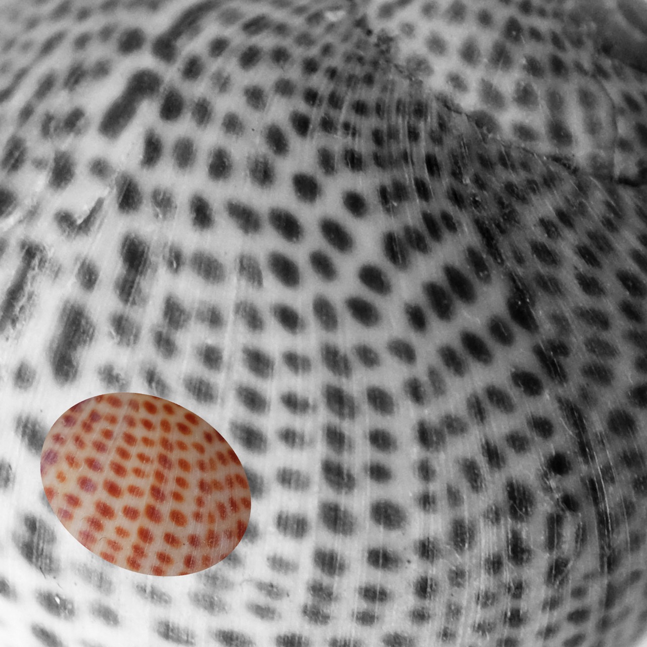 © Sara Zinelli | Shells