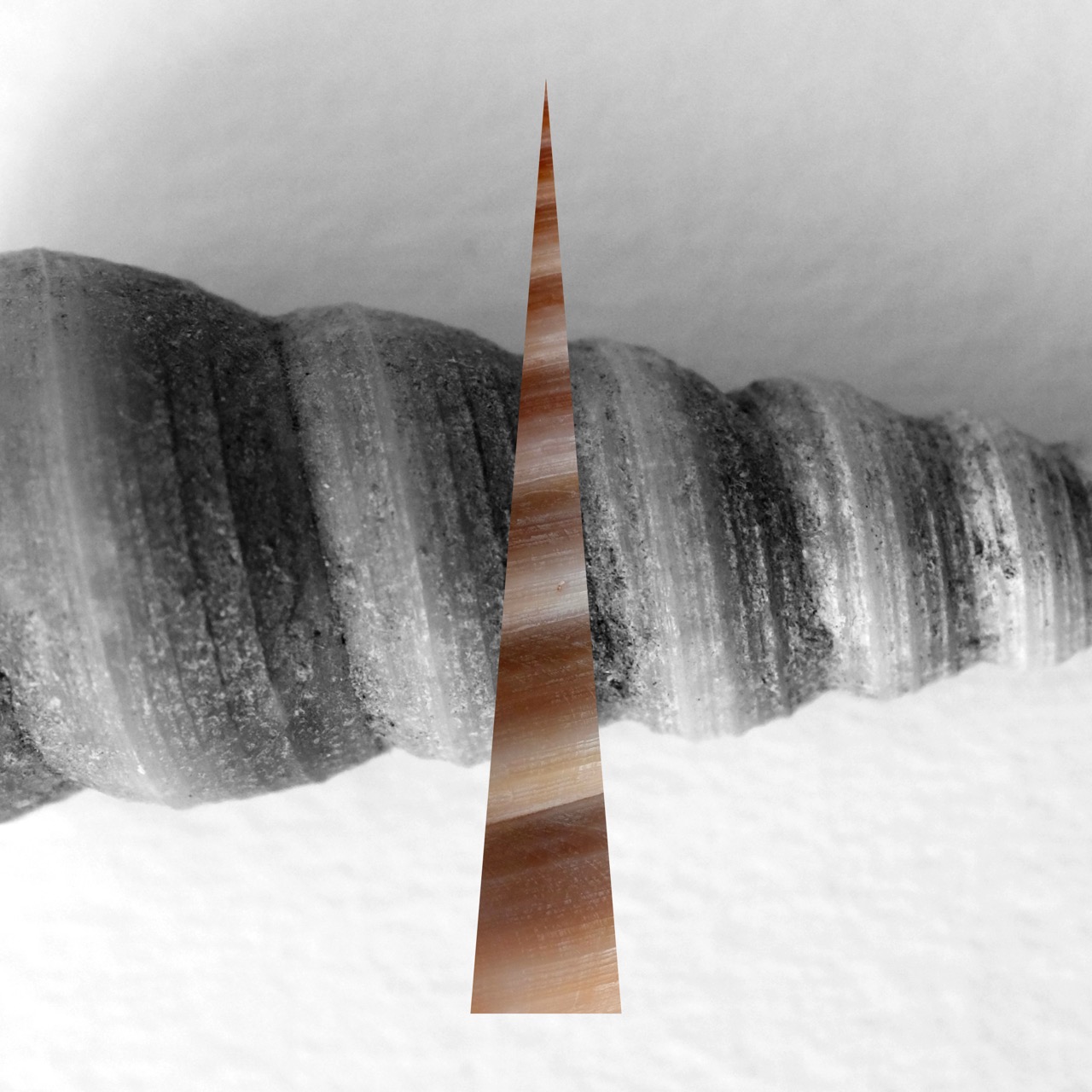 © Sara Zinelli | Shells