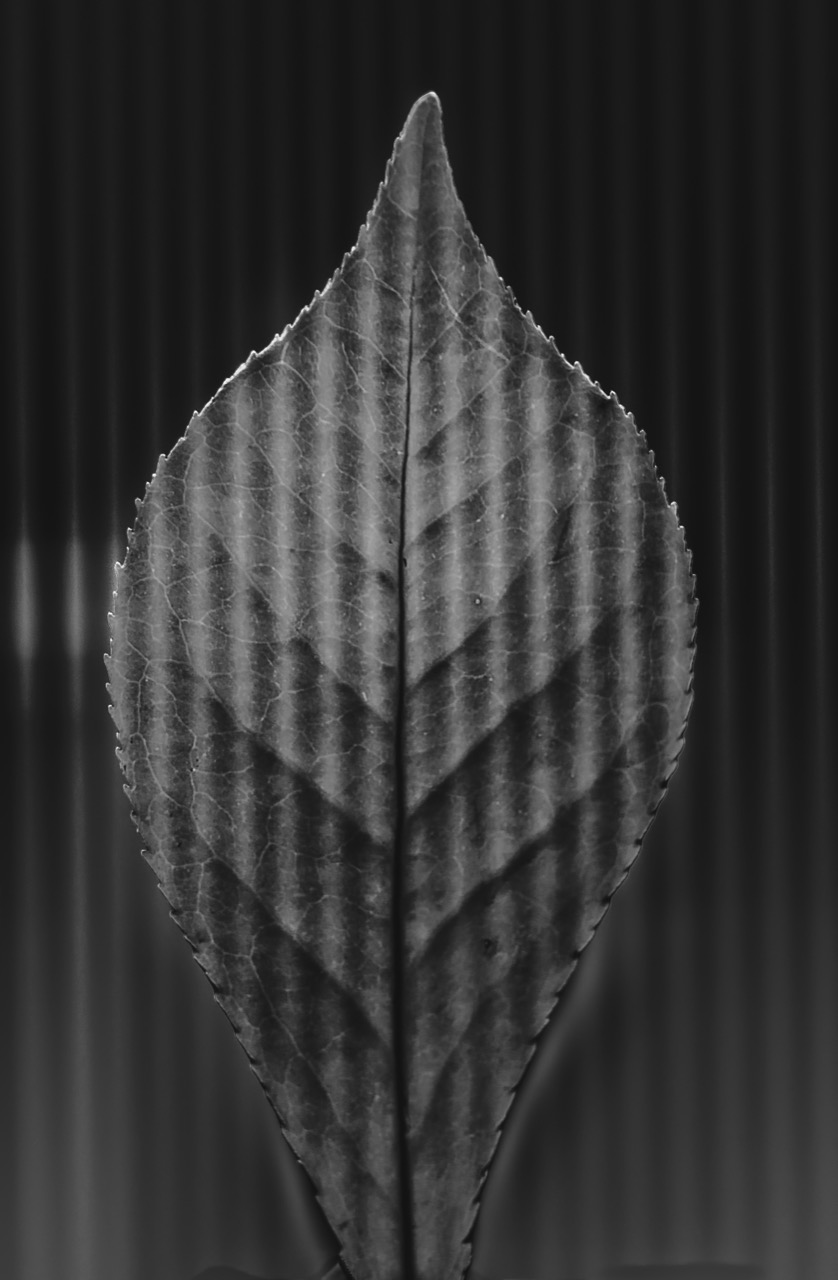 © Steve Fogel | Abstracts in Black and White