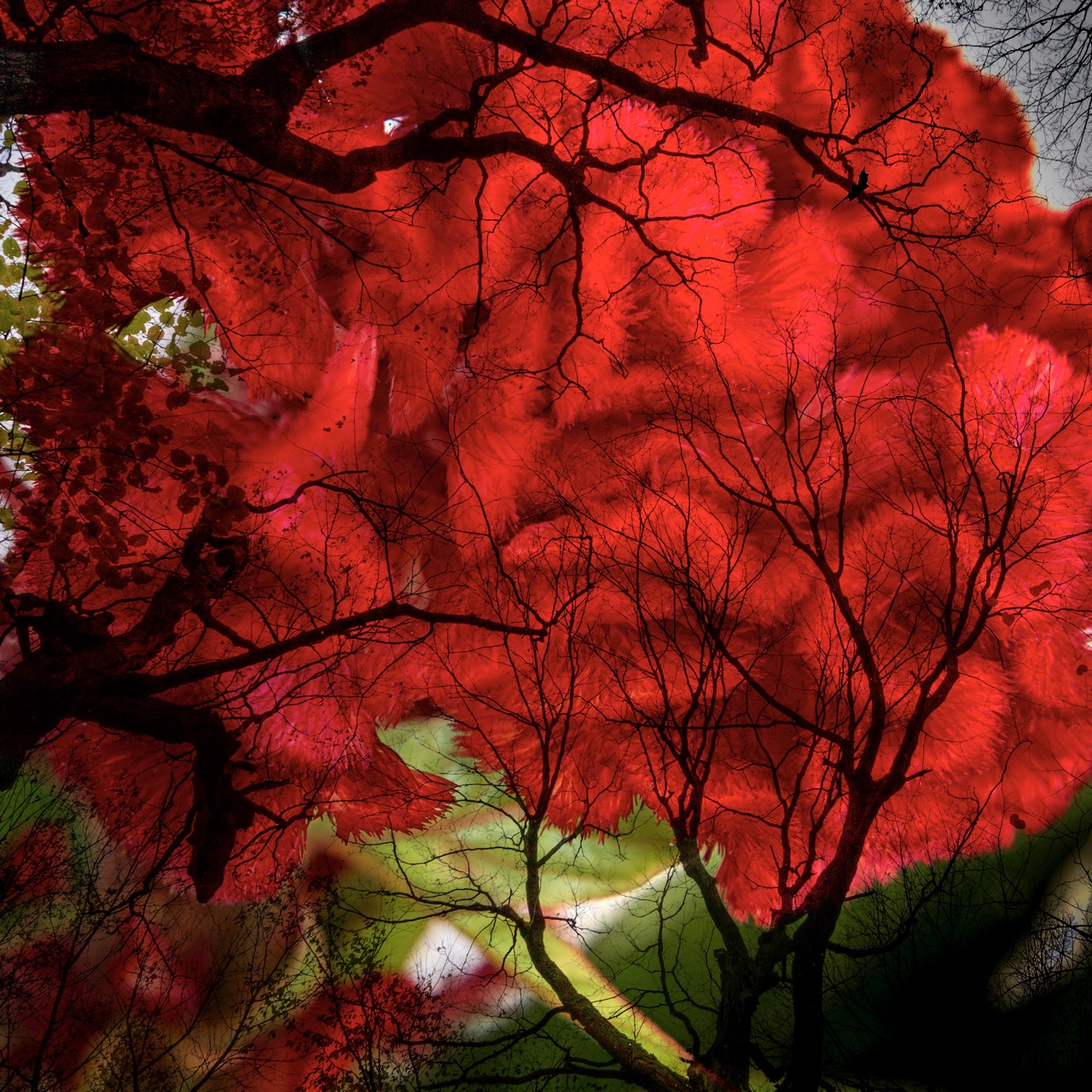 © Marilyn Lamoreux | Organic